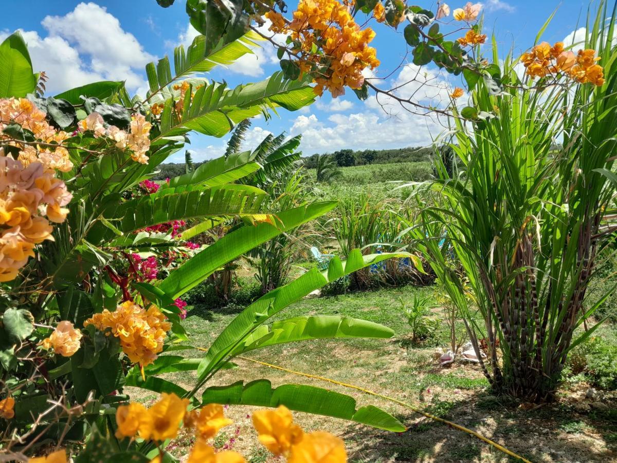 Kaz A Klemence Gite Creole Avec Piscine Et Table Dhotes A Anse Bertrand エクステリア 写真
