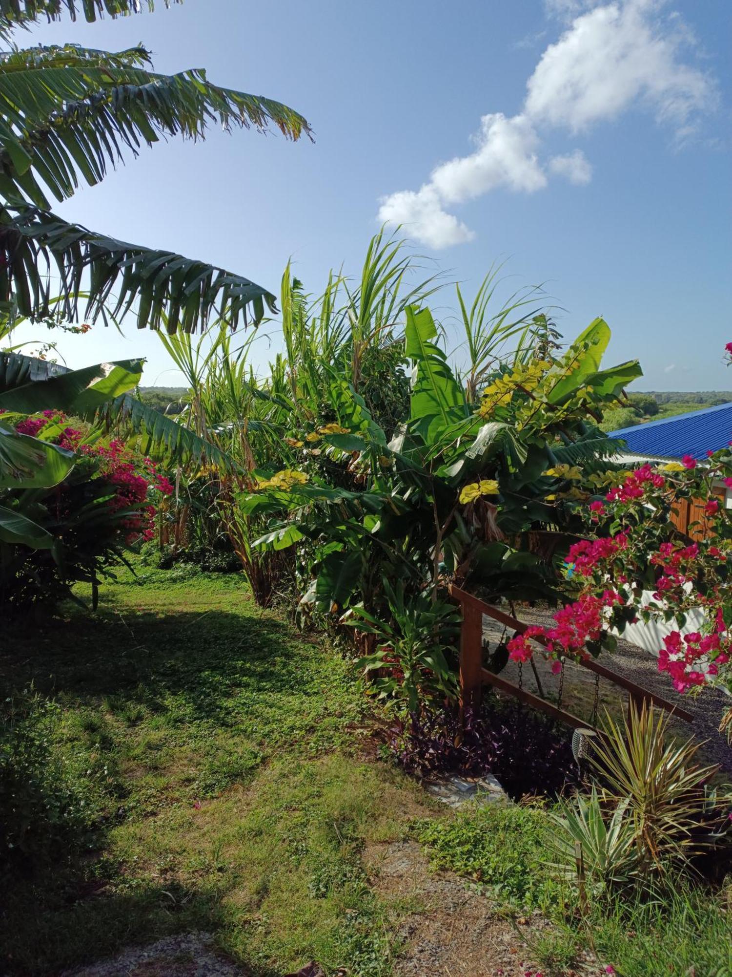 Kaz A Klemence Gite Creole Avec Piscine Et Table Dhotes A Anse Bertrand エクステリア 写真